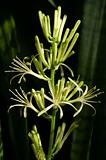 Sansevieria flower