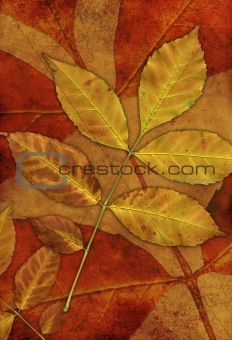 Grunge background with leafs