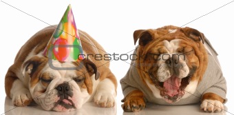 funny birthday dogs