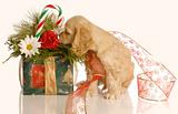 puppy with christmas flowers
