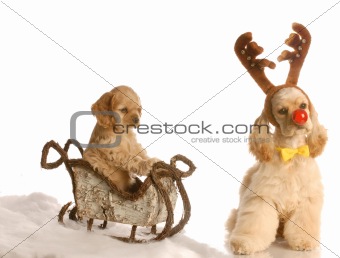 puppy being pulled in winter sleigh