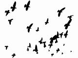Birds in the Sky Vectorized - Peace to the World