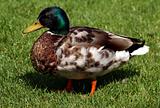 A Mallard Duck
