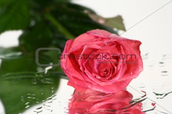 fresh rose