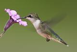 Ruby-throated Hummingbird (archilochus colubris)