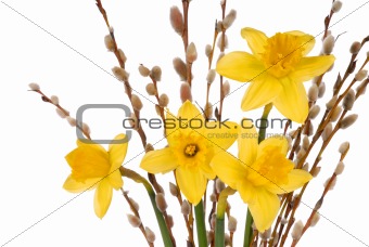 Daffodils on White