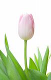 Single tulip