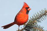Cardinal On A Branch