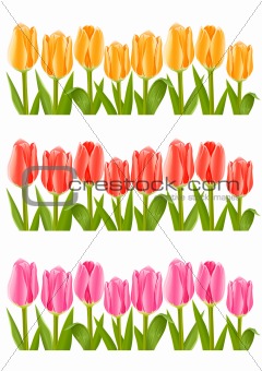 colour tulip flowers set