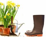 Pots of daffodils with rubber boots on white