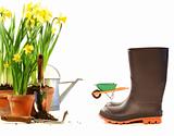 Pots of daffodils with rubber boots on white