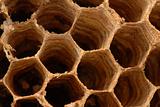 Hornet nest macro