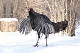 Wild Turkey Flapping Wings 