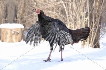Wild Turkey Flapping Wings 