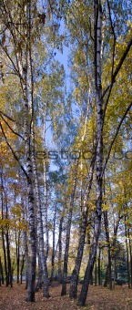 vertical panorama, a birch with golden leafs