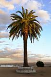 Lone palm tree