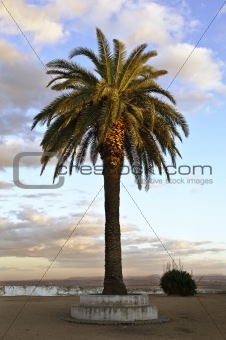 Lone palm tree