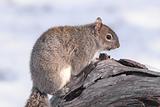 Gray Squirrel In Winter