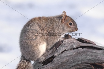 Gray Squirrel In Winter