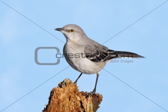 Mockingbird On A Stump