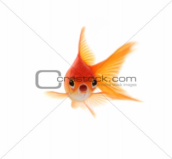 Shocked Goldfish Isolated on White Background