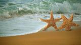 Adorable Star Fish Walking Along the Beach