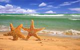 Pair of Starfish Humorously Walking Along the Beach