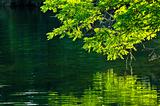 Green reflections in water