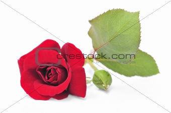 Red rose flower on white background