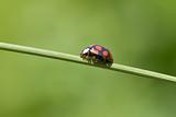 ladybug on grass stem