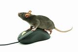 rat on computer mouse 