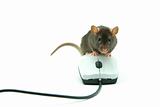 rat and  computer mouse