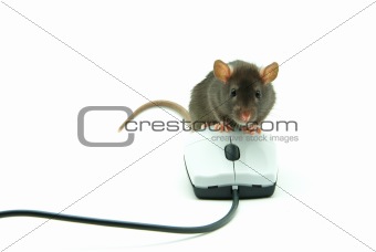 rat and  computer mouse