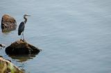 Perched Great Blue Heron