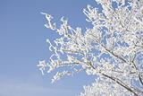 Branch of the snowy tree
