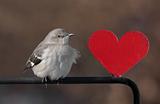 Mockingbird With A Heart