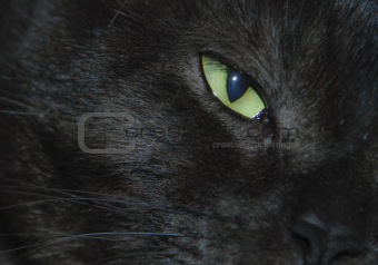 Close up of a green cat eye