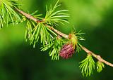 Larch cone