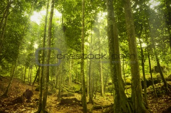 Green forest with ray of light
