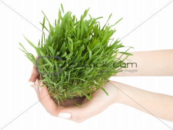Beautiful growing grass