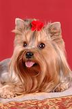 Yorkshire terrier closeup portrait
