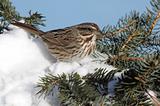Sparrow In Snow