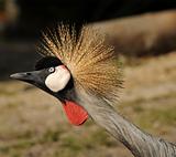 East African crowned crane