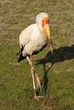 Yellow Billed Stork