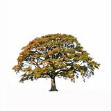 Abstract Oak Tree in Fall