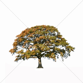 Abstract Oak Tree in Fall