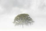 Oak Tree on a Foggy Day