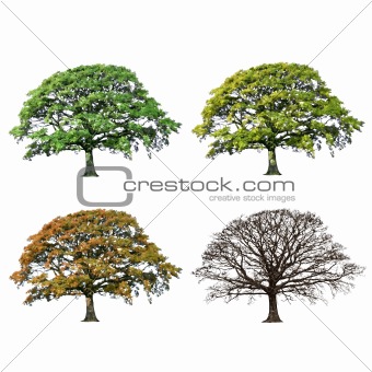 Oak Tree Abstract Four Seasons