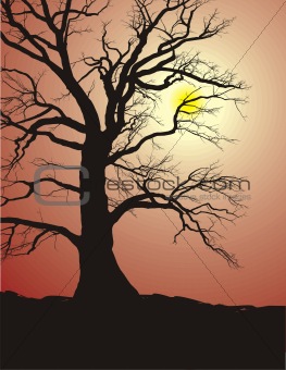 Silhouette of an Old Tree in sunset