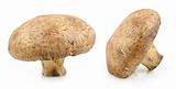 Portobella mushrooms